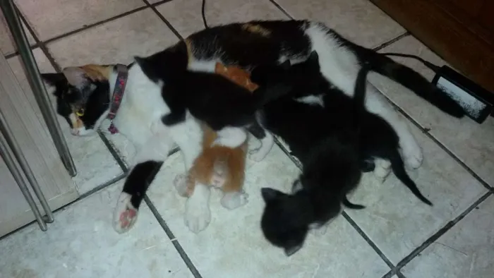 Gato ra a Não definida idade  nome novinhos