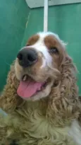bob