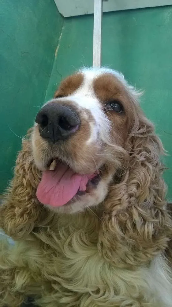 Cachorro ra a cock idade 4 anos nome bob