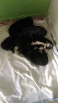 Filhotes de cão