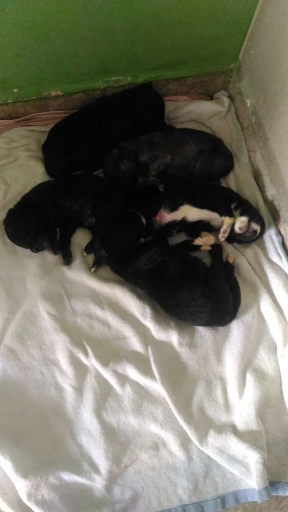 Cachorro ra a Não definida idade Abaixo de 2 meses nome Filhotes de cão