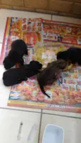 Filhotes de cão