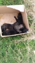 Filhotes de cão