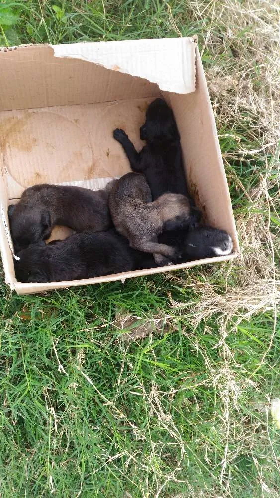 Cachorro ra a Não definida idade Abaixo de 2 meses nome Filhotes de cão