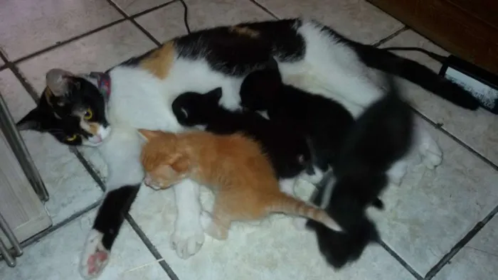 Gato ra a Não definida idade  nome novinhos
