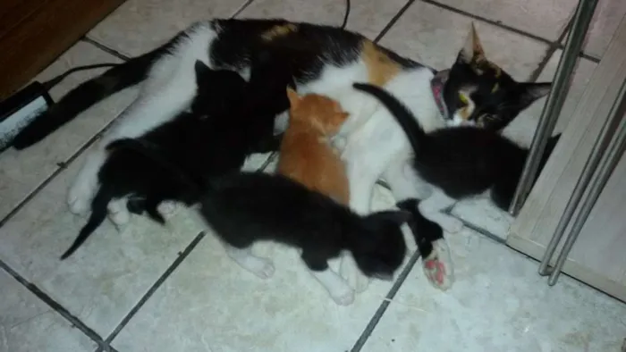 Gato ra a Não definida idade  nome fofinha