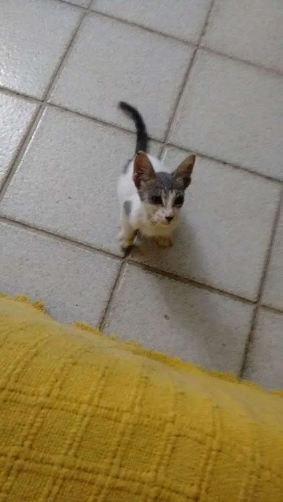 Gato ra a vira lata idade 2 a 6 meses nome não tem