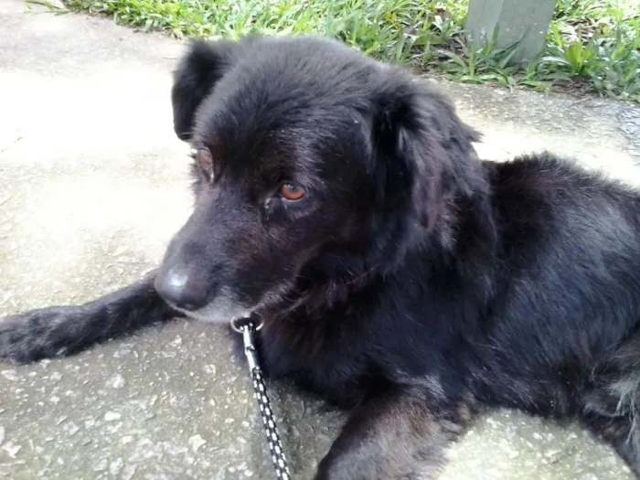 Cachorro ra a Srd idade 3 anos nome Neguinho