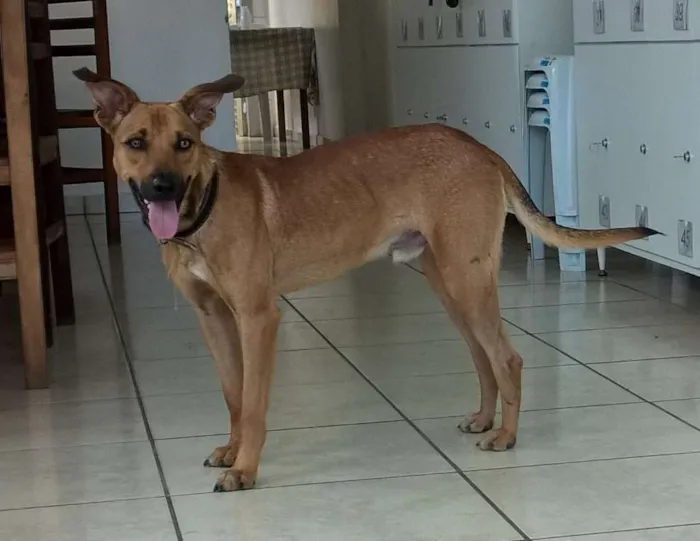 Cachorro ra a SRD idade 2 anos nome Caramelo