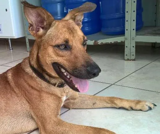 Cachorro ra a SRD idade 2 anos nome Caramelo