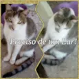 Pipoca