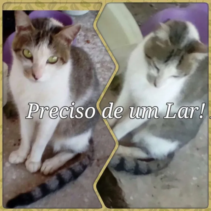 Gato raça Sem raça definida idade 1 ano nome Pipoca