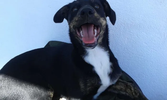 Cachorro ra a viralata idade 2 a 6 meses nome Beccy