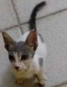 Gato raça vira lata idade 2 a 6 meses nome não tem