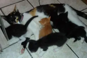 Gato raça Não definida idade  nome fofinha