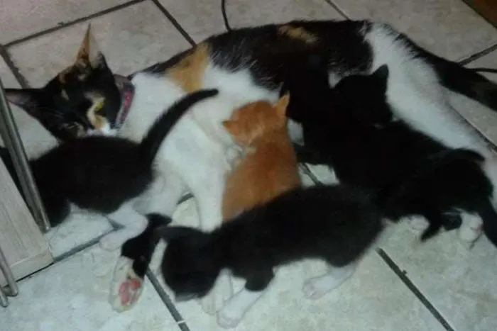 Gato ra a Não definida idade  nome fofinha