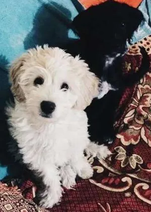 Cachorro raça Poodle 5 é normal  idade Abaixo de 2 meses nome Santo e tere