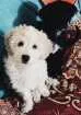 Cachorro raça Poodle 5 é normal  idade Abaixo de 2 meses nome Santo e tere