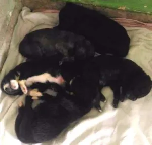 Cachorro raça Não definida idade Abaixo de 2 meses nome Filhotes de cão