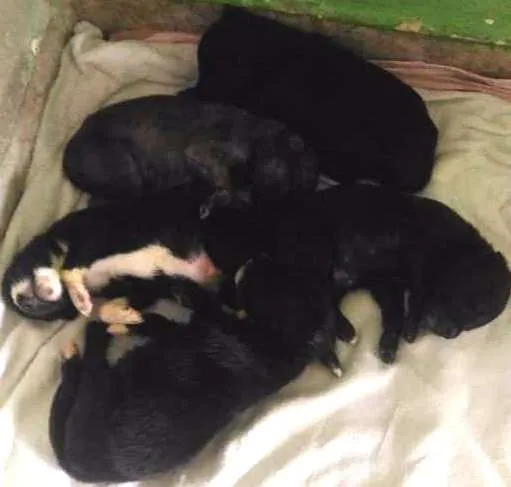 Cachorro ra a Não definida idade Abaixo de 2 meses nome Filhotes de cão