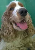 bob
