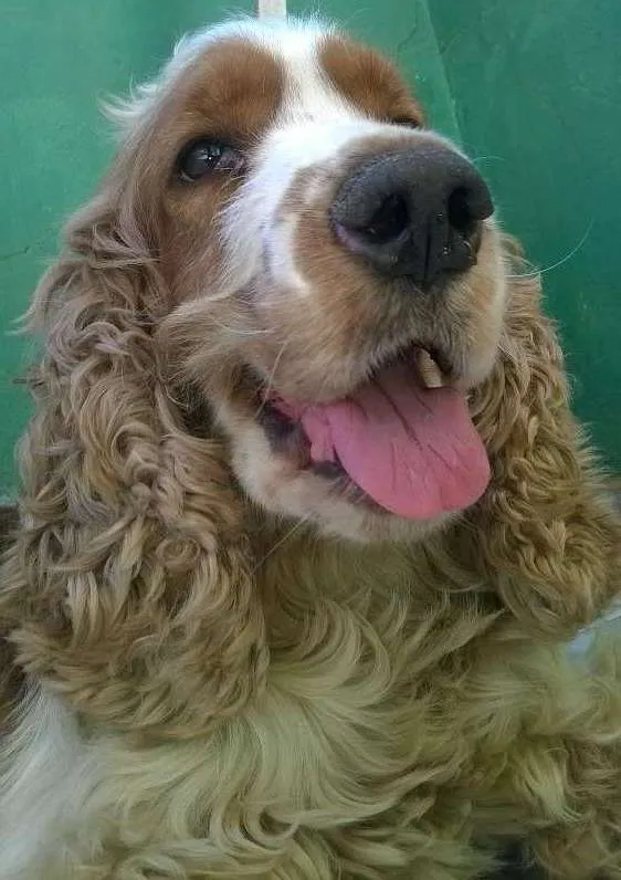 Cachorro ra a cock idade 4 anos nome bob