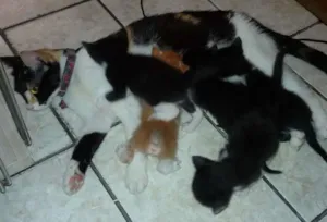 Gato raça Não definida idade  nome novinhos