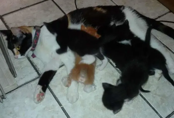 Gato ra a Não definida idade  nome novinhos