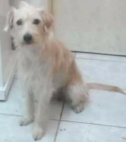 Cachorro raça Mista  idade 3 anos nome Sunny ( sanni) 