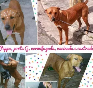 Cachorro raça Srd idade 2 anos nome Peppa 