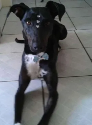 Cachorro raça SRD idade 3 anos nome Estrela