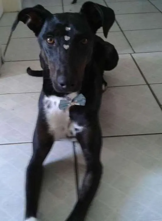 Cachorro ra a SRD idade 3 anos nome Estrela