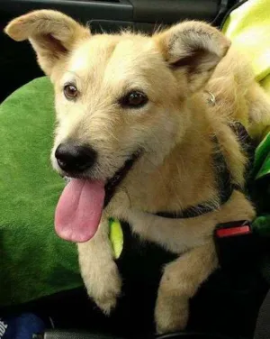 Cachorro raça SRD idade 2 anos nome Nando