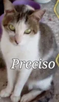Pipoca