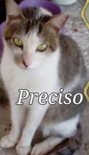 Gato raça Sem raça definida idade 1 ano nome Pipoca