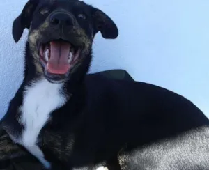 Cachorro raça viralata idade 2 a 6 meses nome Beccy