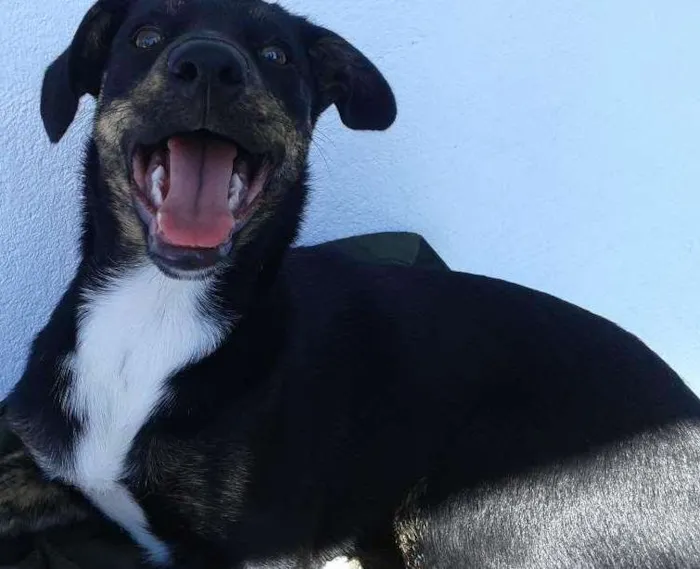 Cachorro ra a viralata idade 2 a 6 meses nome Beccy
