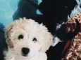Santo e tere
