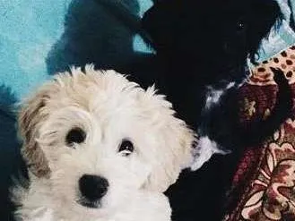 Cachorro ra a Poodle 5 é normal  idade Abaixo de 2 meses nome Santo e tere
