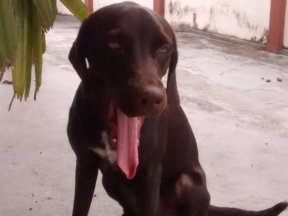 Cachorro raça srd idade 7 a 11 meses nome tufão