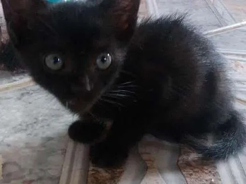Gato ra a  idade Abaixo de 2 meses nome Pipe