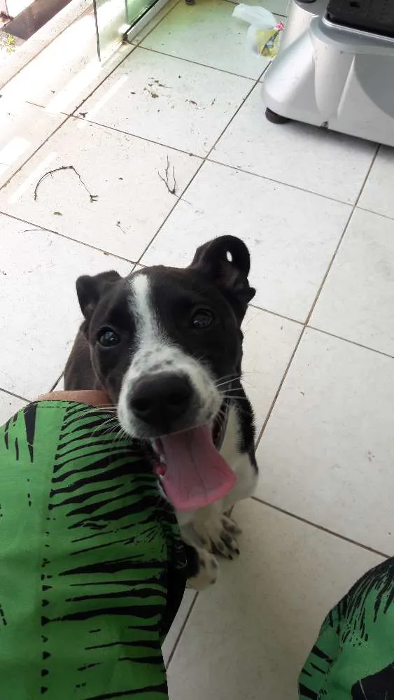 Cachorro ra a Sem raça definida idade 2 a 6 meses nome Scooby