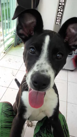Cachorro raça Sem raça definida idade 2 a 6 meses nome Scooby