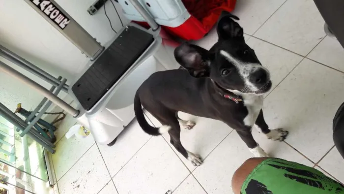 Cachorro ra a Sem raça definida idade 2 a 6 meses nome Scooby