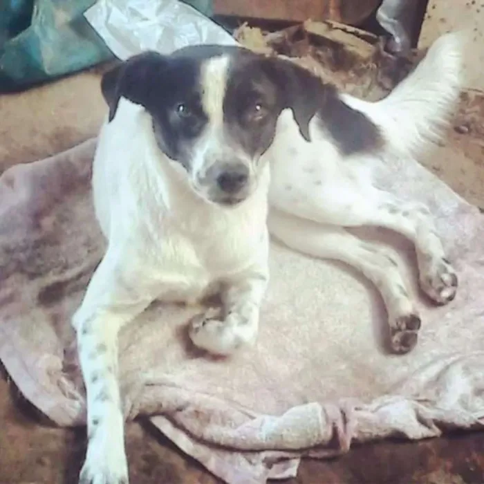 Cachorro ra a Vira lata idade 5 anos nome Lady