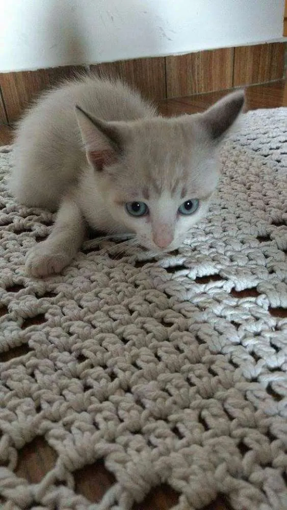 Gato ra a pelo curto idade 2 a 6 meses nome sem nome