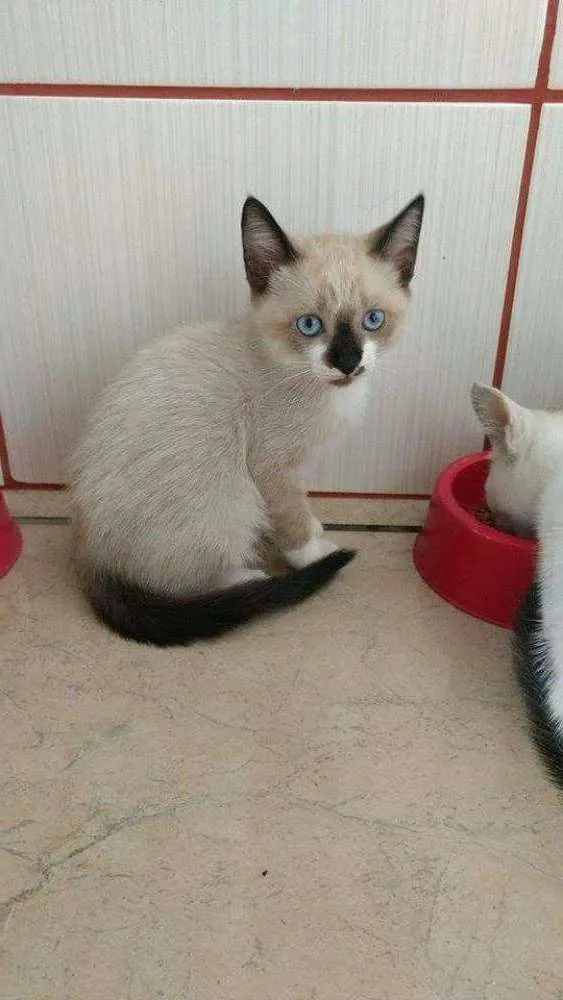 Gato ra a pelo curto idade 2 a 6 meses nome sem nome
