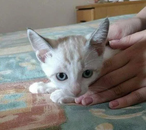 Gato ra a pelo curto idade 2 a 6 meses nome sem nome