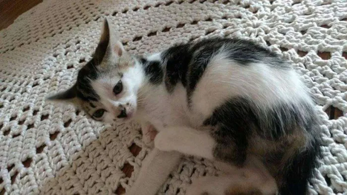 Gato ra a pelo curto idade 2 a 6 meses nome sem nome