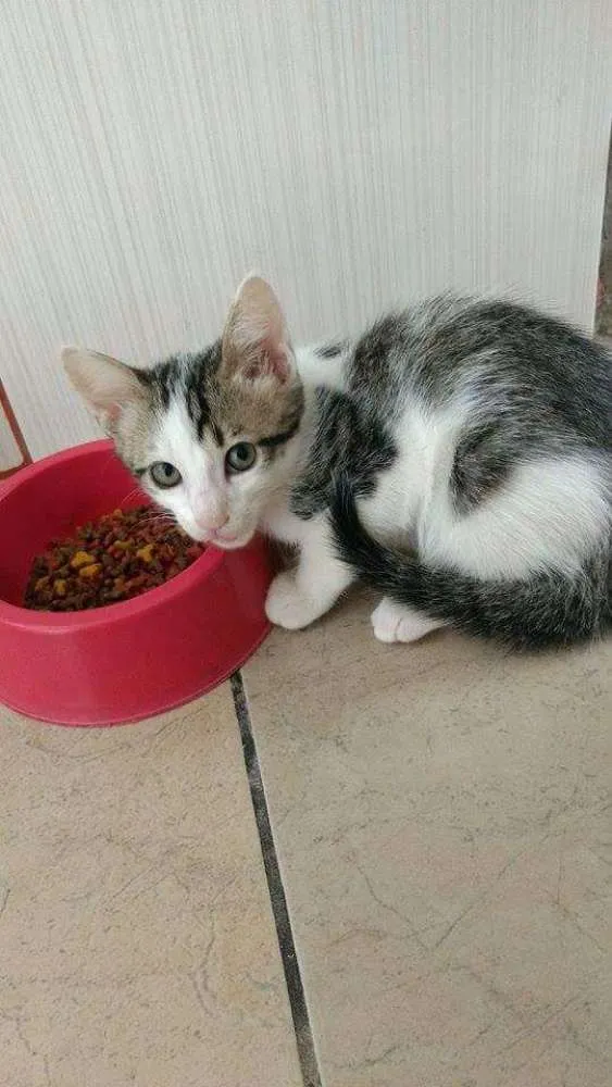 Gato ra a pelo curto idade 2 a 6 meses nome sem nome